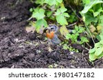 Small photo of A scraggy little robin with a mouthful of bugs