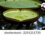 Small photo of It is an aquatic plant from the Amazon. The leaf can reach up to 2.5m in diameter and is one of the largest flowers on the American continent, reaching 30cm in diameter.