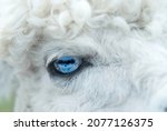 Alpaca Animal Close Up Of Head...