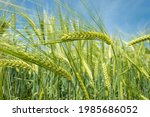 Green Barley  Wheat Ear Growing ...