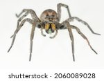 Small photo of Hogna radiata spider. Family Lycosidae. Spider isolated on a white background