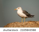 The Shadow Gull Is A Species Of ...