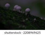 Lycoperdon Pyriforme Mushrooms  ...