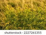 Small photo of Yellow tansy flowers Tanacetum vulgare, common tansy, bitter button, cow bitter, or golden buttons in the green summer meadow. Yellow flowering of tansy in the meadow