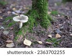 Small photo of Russula aeruginea, also known as the grass-green russula, the tacky green russula, or the green russula