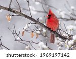 A Cardinal Perched On A Tree...