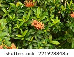 Ixora flower also known as West Indian Jasmine, ornamental shrubs that produce red or orange needle-like flowers that have sweet nectar in it.