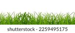 Green grass on a png background
