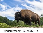 Buffalo (Bison) posing in front of dramatic sky.