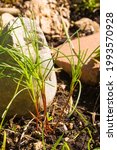Small photo of A young saltwort plant growing in a garden in NE Italy, where it is known as agretti. Also called salsola soda, opposite leaved saltwort, opposite leaf Russian thistle, barba di frate or barilla plant
