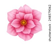 vector anemone pink flower... | Shutterstock .eps vector #248579062