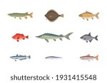river or sea fish variety... | Shutterstock .eps vector #1931415548