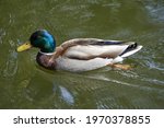 Wild bird in Switzerland: mallard  The male duck - drake - have a glossy green head and are grey on their wings and belly 