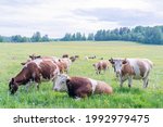 A Herd Of Cows Grazing On A...