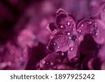 Beautiful Purple Lilac Flowers...