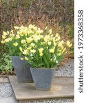 Two Pots With Yellow Daffodils...