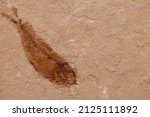 Small photo of The fossil fish Gosiutichthys parvus, from the Eocene Green River Formation, Wyoming.