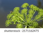 Small photo of Angelica, Angelica, Archangelica, belongs to the wild plant with green flowers. It is an important medicinal plant and is also used in medicine.