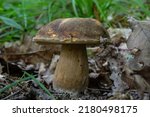 Group Of Spring Bolete Or...