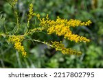 Small photo of Solidago canadensis Canada goldenrod yellow flowers closeup.