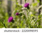 Flowering creeping thistle Cirsium arvense, also Canada thistle or field thistle. The creeping thistle is considered a noxious weed in many countries.