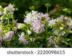Saponaria Officinalis White...