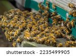 Small photo of Close up of flying bees. Wooden beehive and bees. Plenty of bees at the entrance of old beehive in apiary. Working bees on plank. Frames of a beehive.