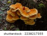 Macro Photography close-up of orange bracket fungus also known as crab of the woods or chicken of the woods Laetiporus Sulphureus growing on tree.