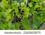 Small photo of Branch of Common buckthorn Rhamnus cathartica tree in autumn. Beautiful bright view of black berries and green leaves close-up.
