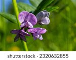Small photo of Vicia sepium or bush vetch is a plant species of the genus Vicia. Bush vetch Vicia sepium blooming on a meadow.