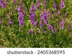 Small photo of Vetch, vicia cracca valuable honey plant, fodder, and medicinal plant. Fragile purple flowers background. Woolly or Fodder Vetch blossom in spring garden.