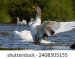 Small photo of A domestic goose is a goose that humans have domesticated and kept for their meat, eggs, or down feathers. Domestic geese have been derived through selective breeding from the wild greylag goose .