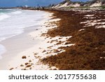 Small photo of Heavy deposits of sargassum seaweed disfigure the beach at Cove Bay, Anguilla, BWI.