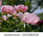 Small photo of Beautiful pink peony flowers (Paeonia lactiflora 'Constance Spry')at the Ornamental Gardens in Ottawa, ON, Canada.