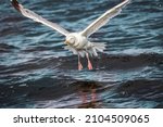 Common Seagull Landing On The...
