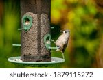 A Tufted Titmouse Eating From A ...