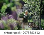 Senior gardener woman carrying crate with plants in greenhouse at garden.