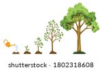 stages growth of tree from seed.... | Shutterstock .eps vector #1802318608