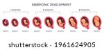 Embryo Month Stage Growth ...