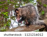 Big Eared Opossum Photographed...