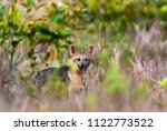 Crab Eating Fox Photographed In ...