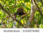 Howler Monkey Photographed  In...