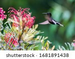 Black Jacobin Photographed In...