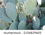 Close Up Of Cereus Cactus Plant ...