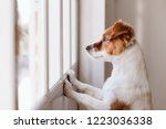 cute small dog standing on two legs and looking away by the window searching or waiting for his owner. Pets indoors
