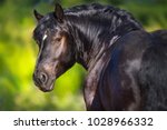 Black Draft Horse Portrait On...