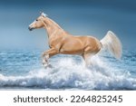 Small photo of Palomino horse galloping free at the beach