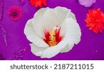 Small photo of hibiscus syriac flower for background.delicate burgundy white bud of hibiscus syriac macro isolated