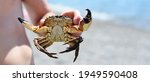 large sea crab in hand close-up, horizontal wide banner, blurred background, nature, sea, summer, vacation, travel
