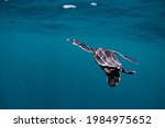 Hatchling Leatherback Sea...